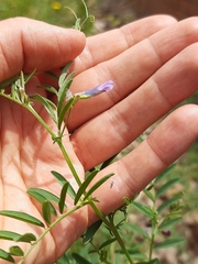 Vicia monantha