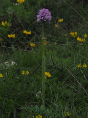Neotinea tridentata tridentata