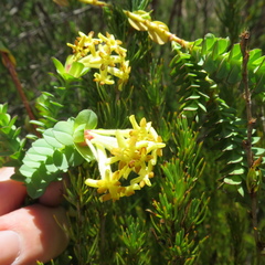 Gnidia oppositifolia
