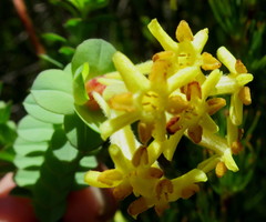 Gnidia oppositifolia
