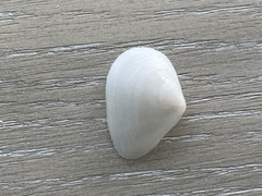 Austromacoma constricta