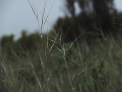Stipa juncea