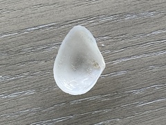 Austromacoma constricta