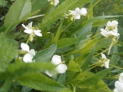 Astragalus galactites
