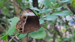 Mycalesis anaxias