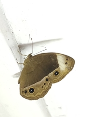 Mycalesis anaxias
