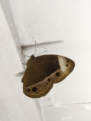 Mycalesis anaxias