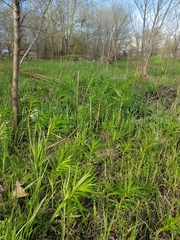 Chamaenerion angustifolium