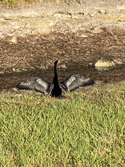 Anhinga anhinga