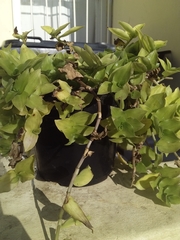 Liliopsida