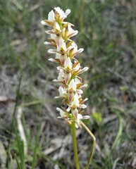 Prasophyllum spicatum