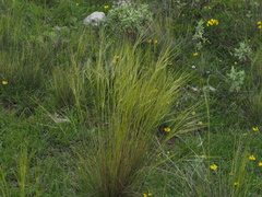 Stipa juncea