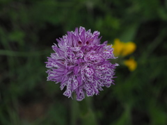 Neotinea tridentata tridentata