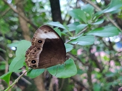 Mycalesis anaxias
