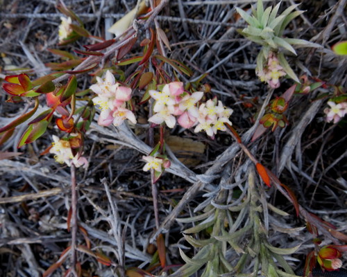 Lachnaea burchellii (Lachnaea burchellii)