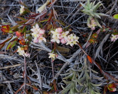 Lachnaea burchellii