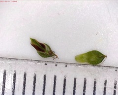 Carex deflexa deflexa