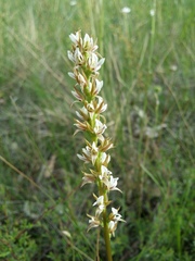 Prasophyllum spicatum