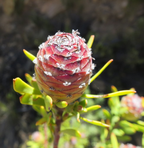 Image of Leucadendron rourkei by no rights reserved