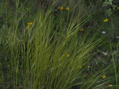 Stipa juncea