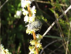 Oxythyrea funesta