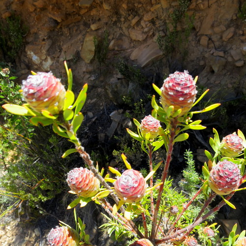 Image of Leucadendron rourkei by no rights reserved