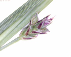 Carex deflexa deflexa