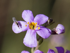 Chaenostoma halimifolium