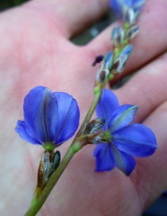 Aristea racemosa