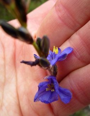 Aristea racemosa