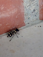 Hoplomutilla insignis