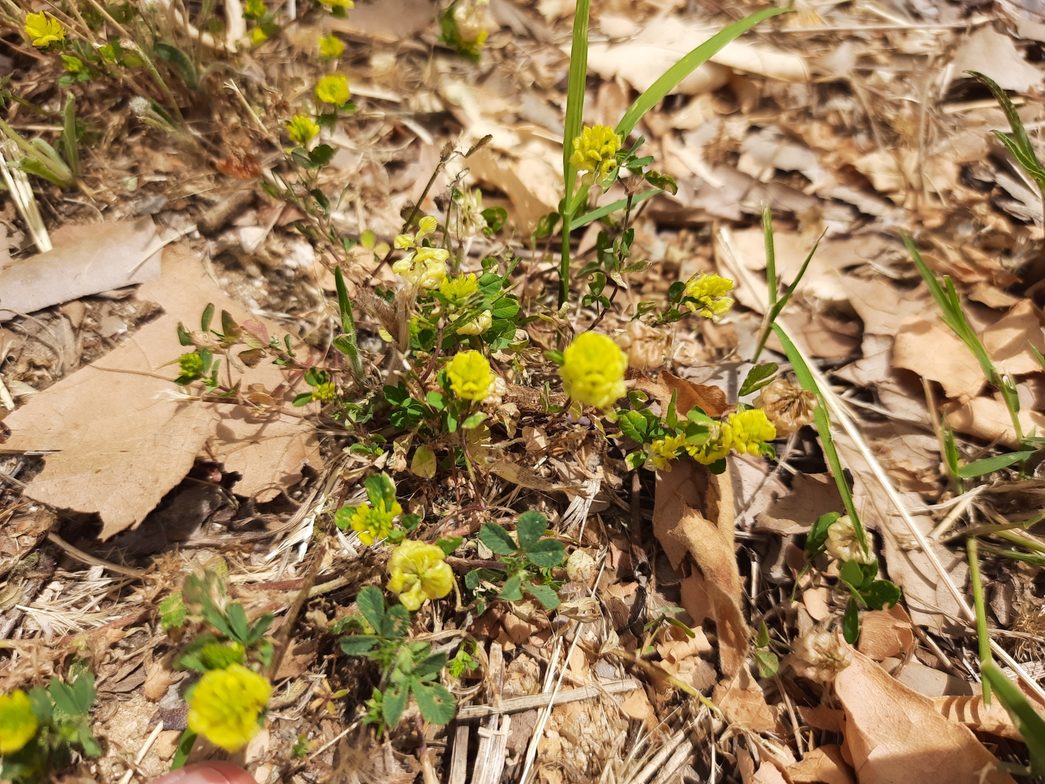 Trifolium campestre
