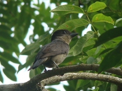 Pachyramphus validus