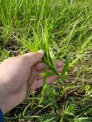 Chamaenerion angustifolium