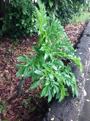 Amorphophallus