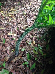 Amorphophallus