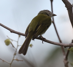 Tolmomyias sulphurescens