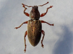 Polydrusus marginatus