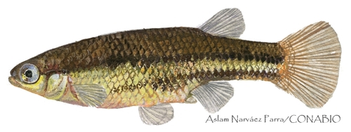Bluetail Splitfin