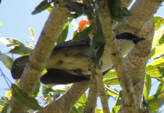 Cyanolanius madagascarinus