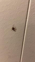 Steatoda triangulosa