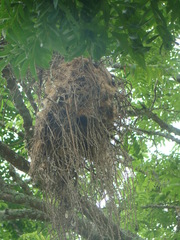 Pachyramphus validus