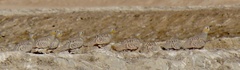 Pterocles coronatus
