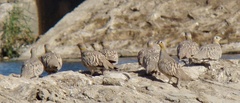 Pterocles coronatus