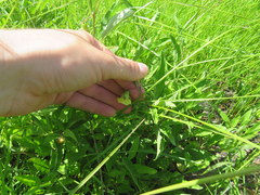 Physalis angustifolia
