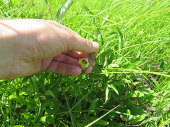 Physalis angustifolia