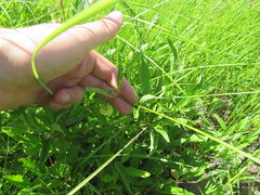 Physalis angustifolia