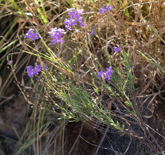 Chaenostoma halimifolium