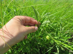 Physalis angustifolia