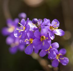 Chaenostoma halimifolium